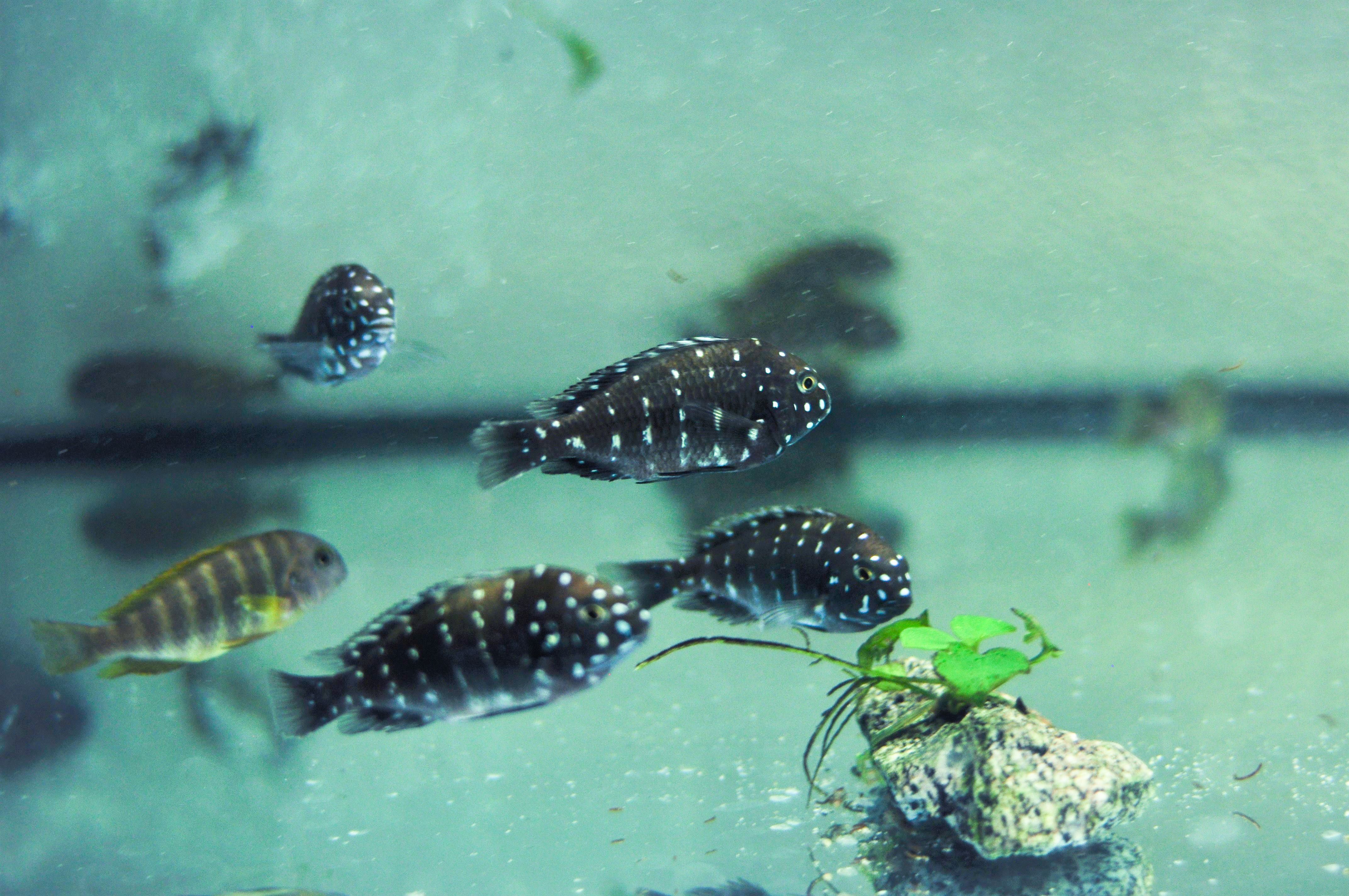 Ciclideos do tanganyika, Tropheus duboisis