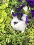 Królik karzelek mini lop mini tex teddy miniaturka
