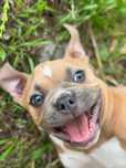 American bully suczka pocket