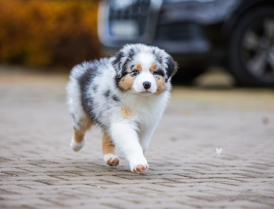 Різноока дівчинка блакитний мармур Австралійська вівчарка (ауссі)
