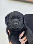 Labrador retriever z metryką ZKwP(FCI)
