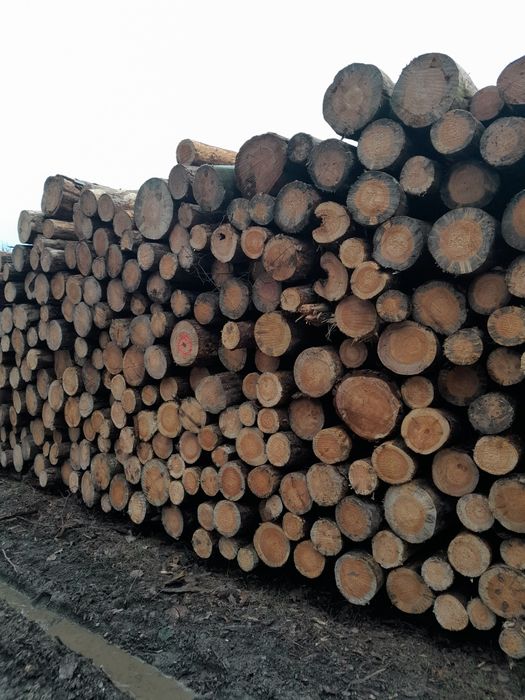 Drewno dąb sosna grab brzoza