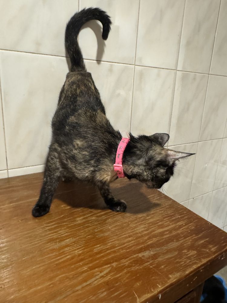dou gatos