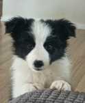 Border collie dziewczynka FCI zkwp szczeniak