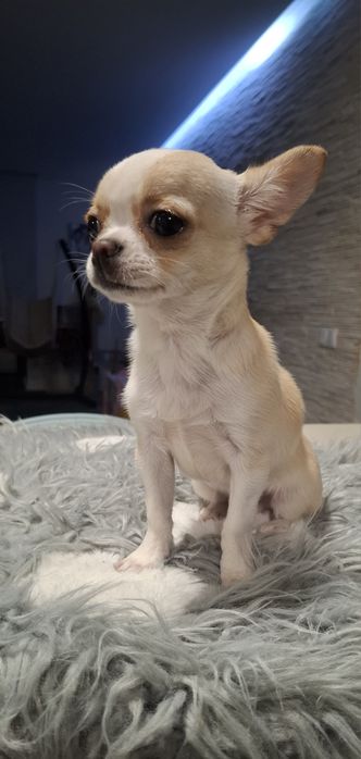 Chihuahua Miniatura
