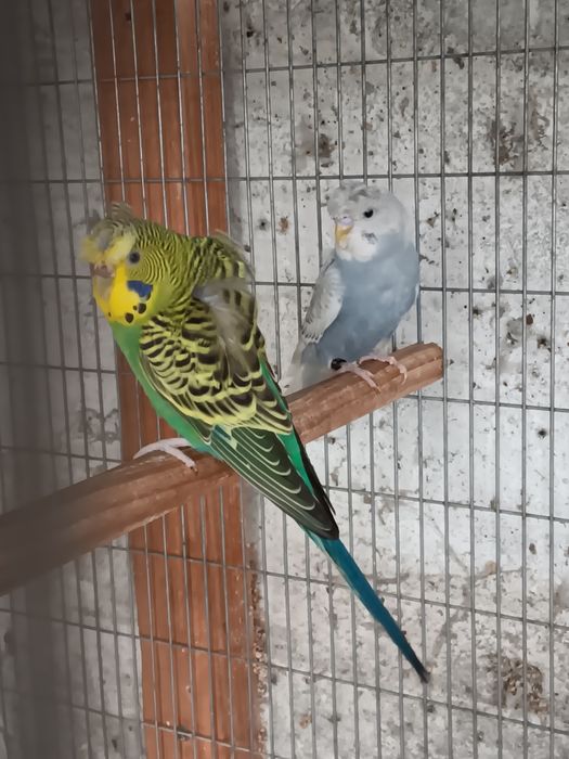 Periquitos deste ano