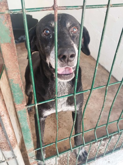 SPIKE (Macho, Sénior) Para Adoção