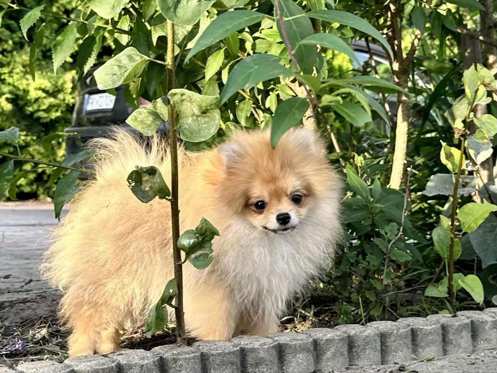 Pomeranian szpic miniaturowy FCI ZKwP