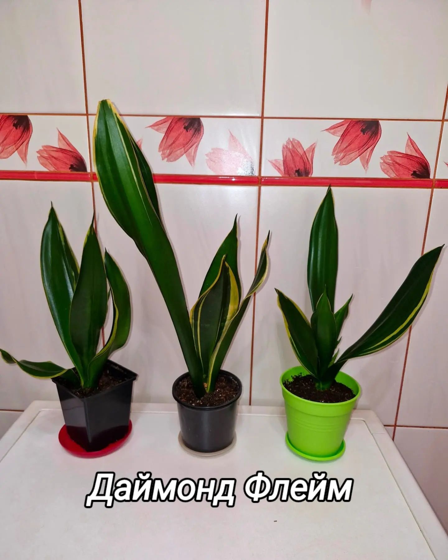 Сансевієрія різних сортів
