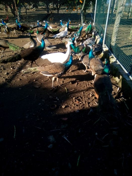 Vendo Pavões e ovos de pavão