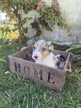 Border collie Merle linda !!