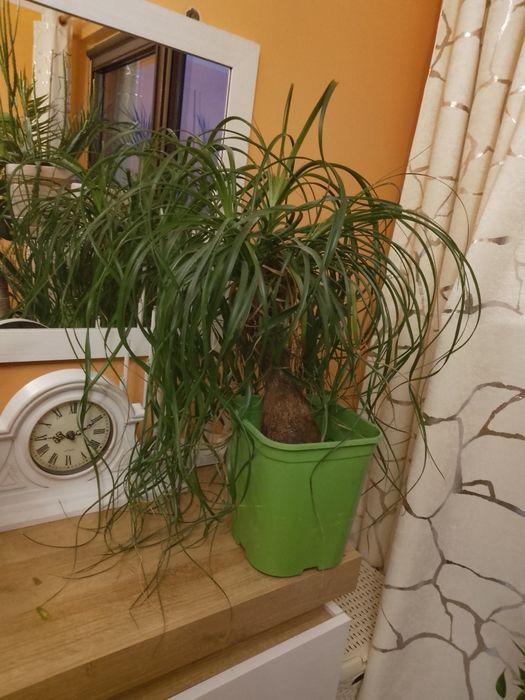 Sprzedam żywe rośliny kwiaty
