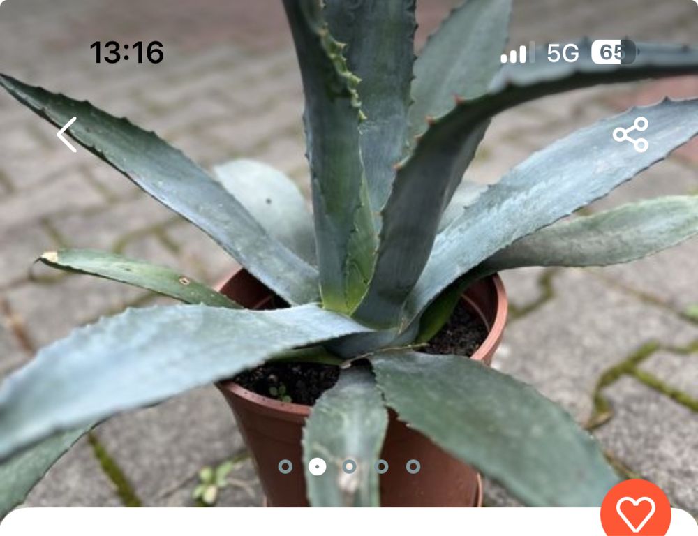 Agawa ogrodowa duza 4 letnia