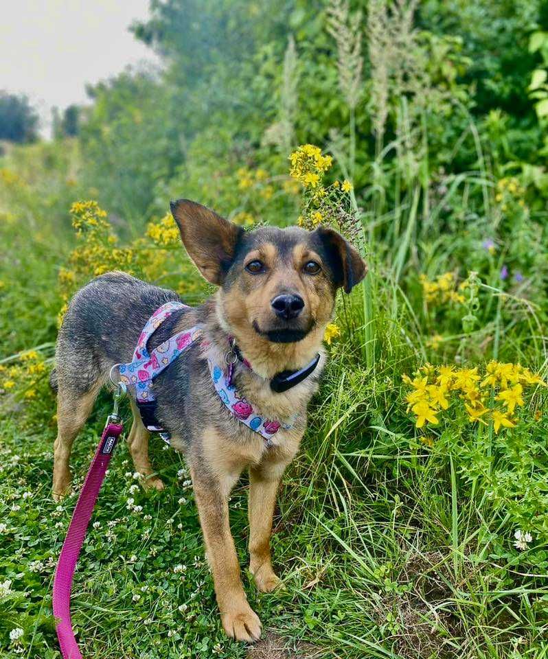 Do adopcji! Delikatna Madi!
