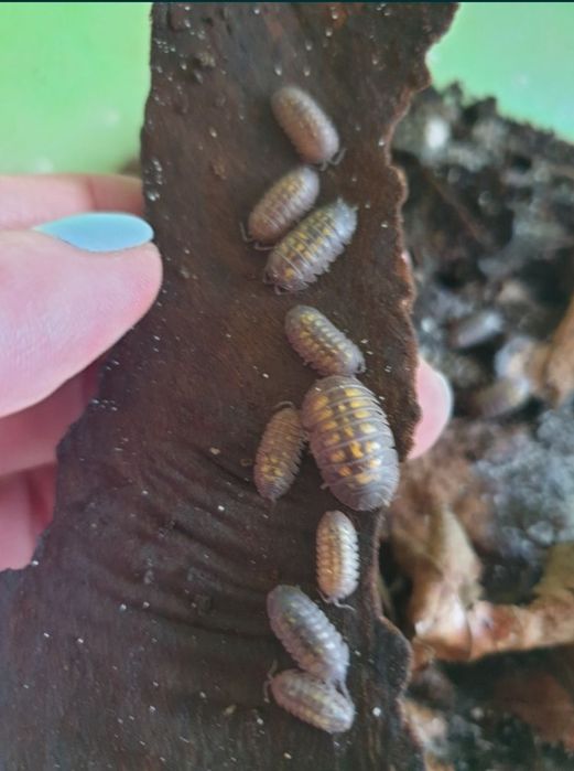 Таракан изумрудный