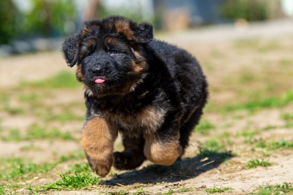 Довгошерстна німецька вівчарка