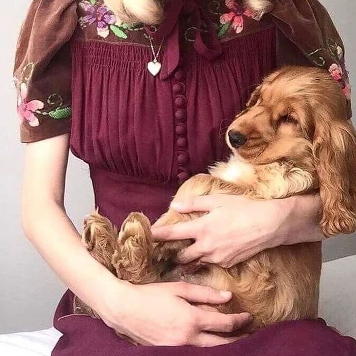 Англійський кокер-спаніель — руді дівчатка з добрими очима