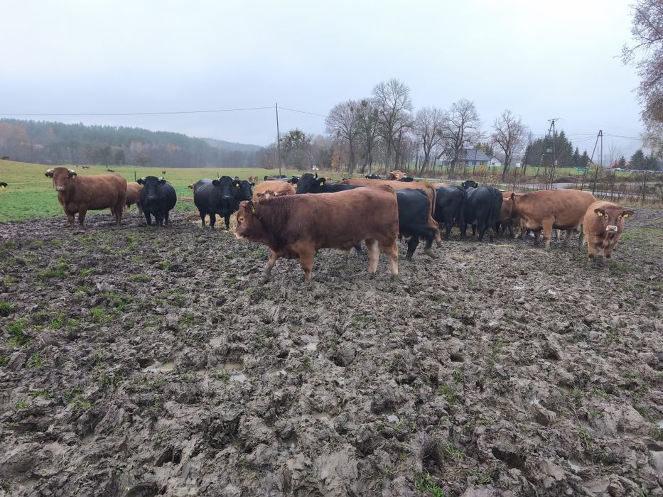 Byczki LM odsadki 10sztuk 8miesięcy