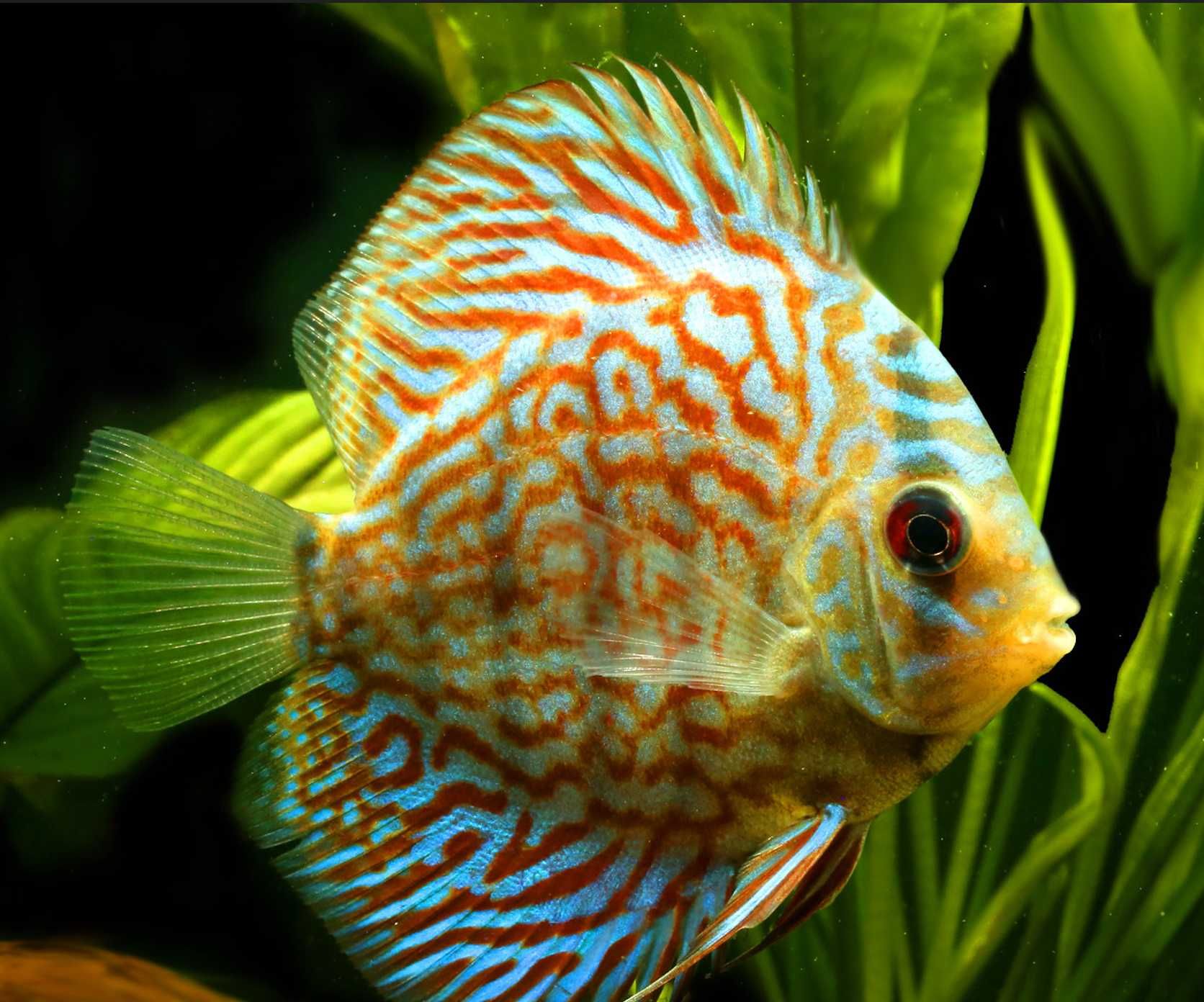 Paletka - Dyskowiec - ROYAL PURPLE - Symphysodon discus - SELEKCJA