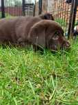 Labrador czekoladowy