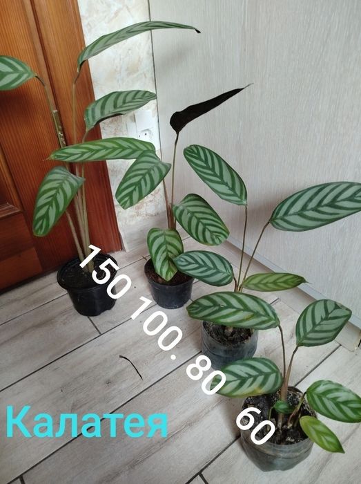 Кімнатна рослина калатея