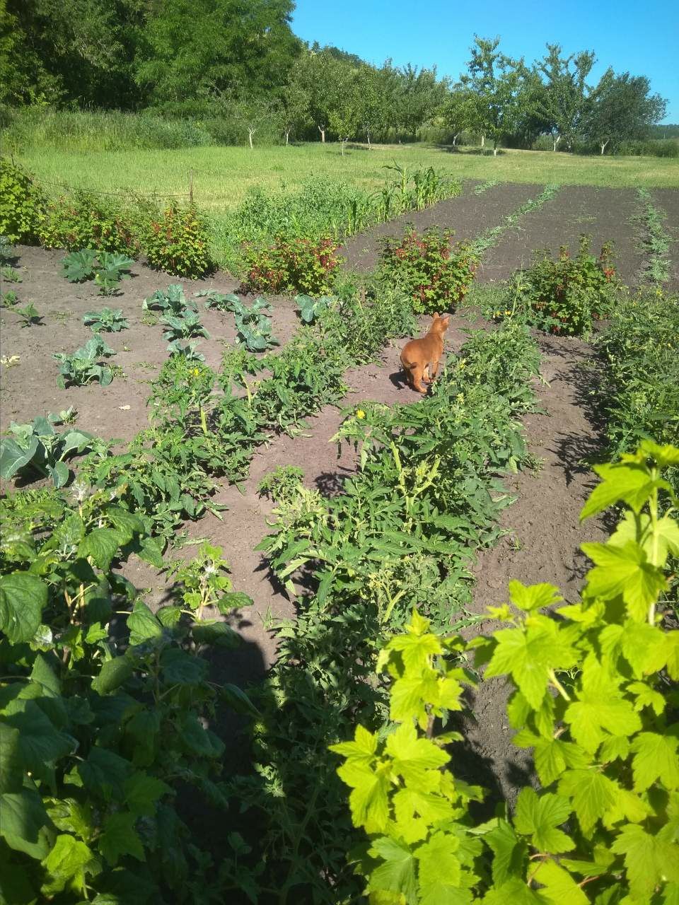 Продам свій будинок.