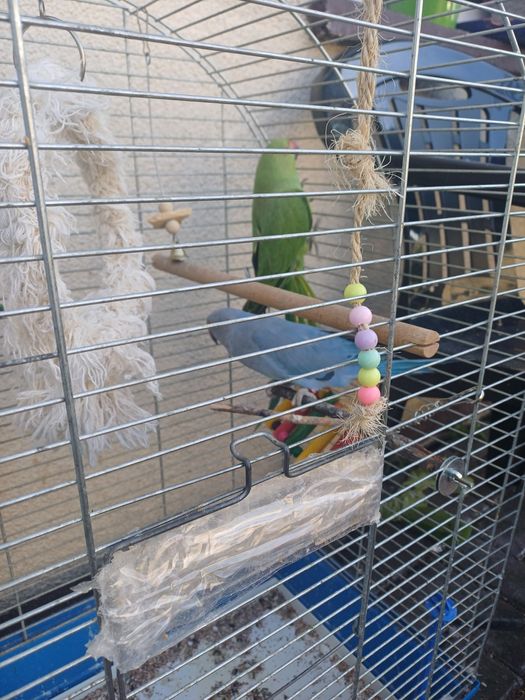 Aleksandreta obrożna