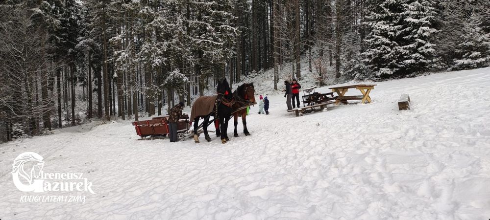 Zapraszamy na kuligi do Istebnej