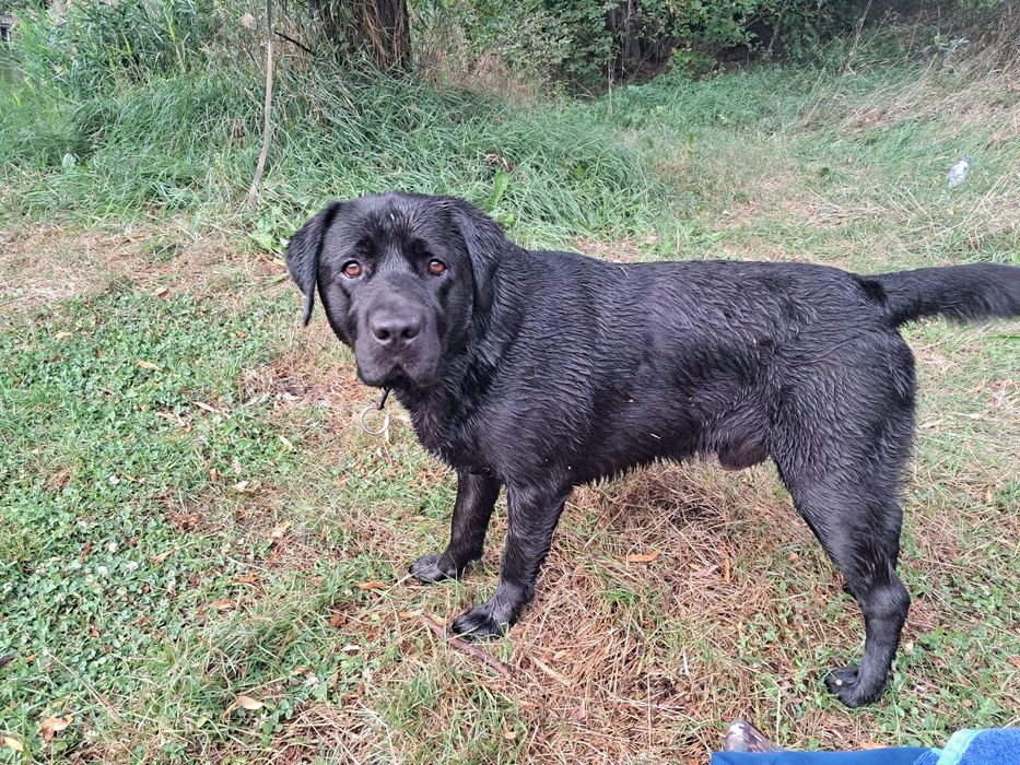 Красунчик Лабрадор В'язка.