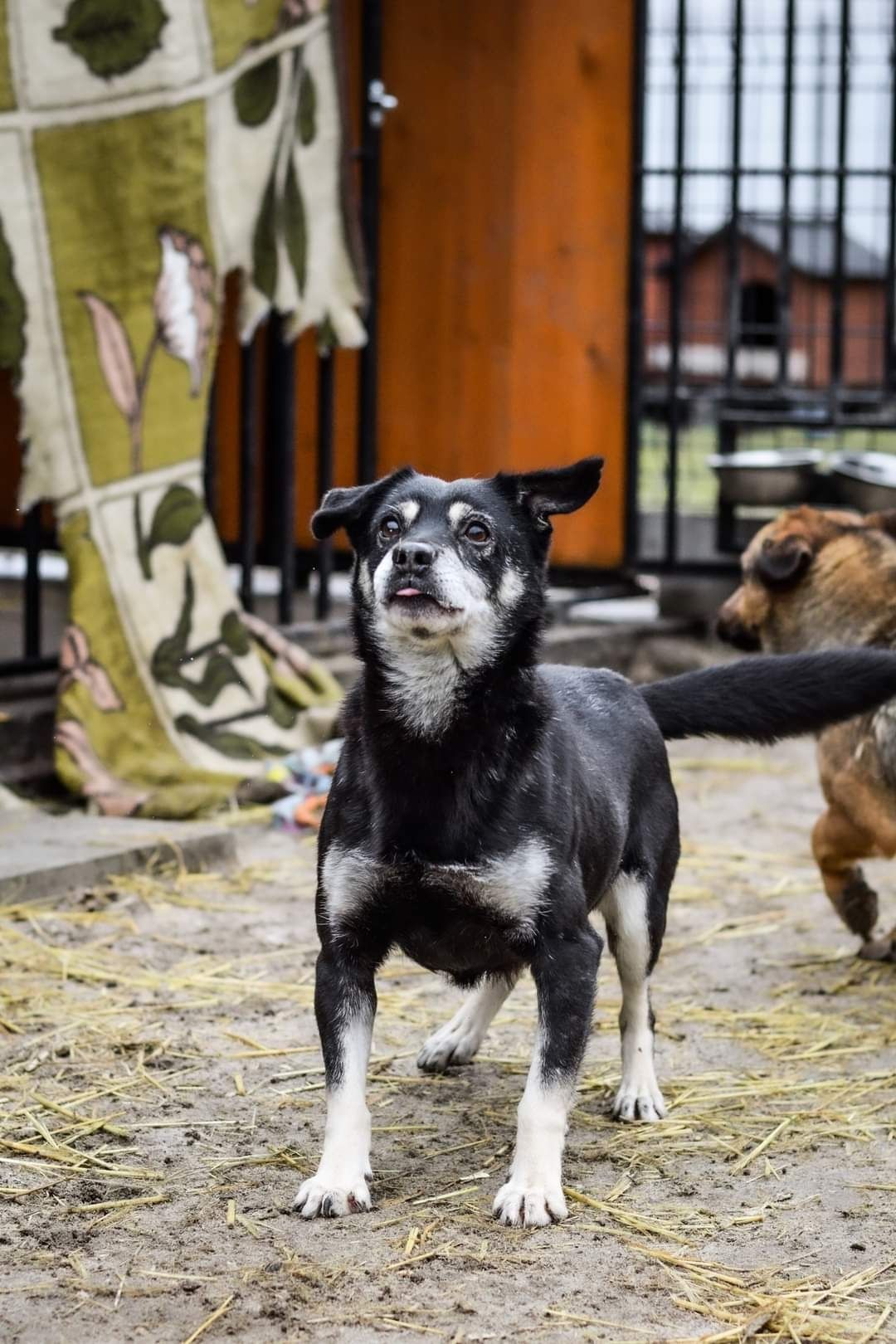 Malutki słodziutki psiak szuka domu! Pies do adopcji