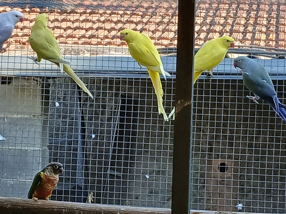 Aves disponíveis