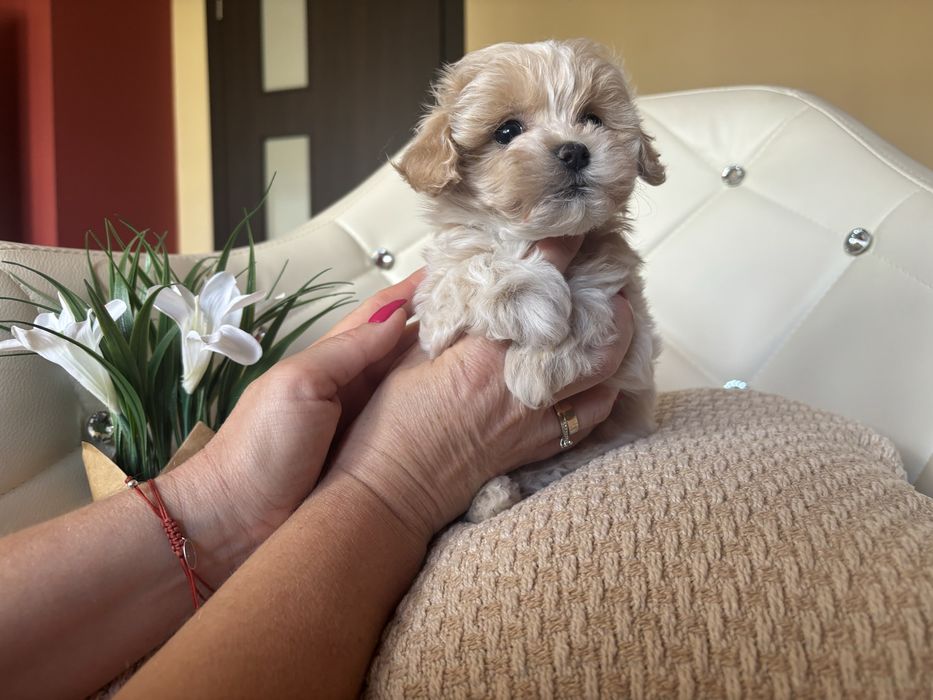 Maltipoo szczeniaczek f1 piesek
