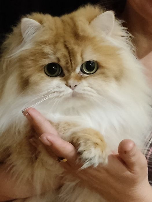 Продажа британской кошечки