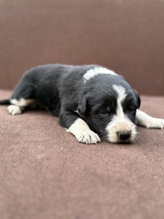 Border Collie suczka szczeniak z metryką