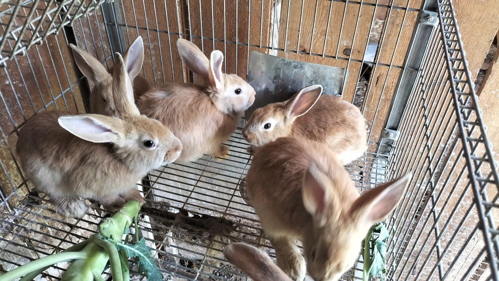 Vendo coelhos domésticos
