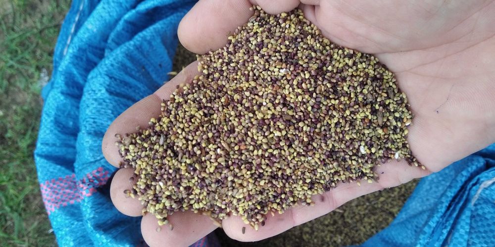 Sprzedam nasiona koniczyny czerwonej