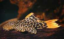 Glonojad L114 Pleco /Zbrojnik Pseudoacanthicus cf leopardus - AKWAREKS