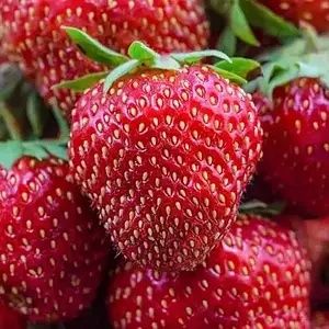 Саженцы клубники 25 сортов — от производителя, опт/розница