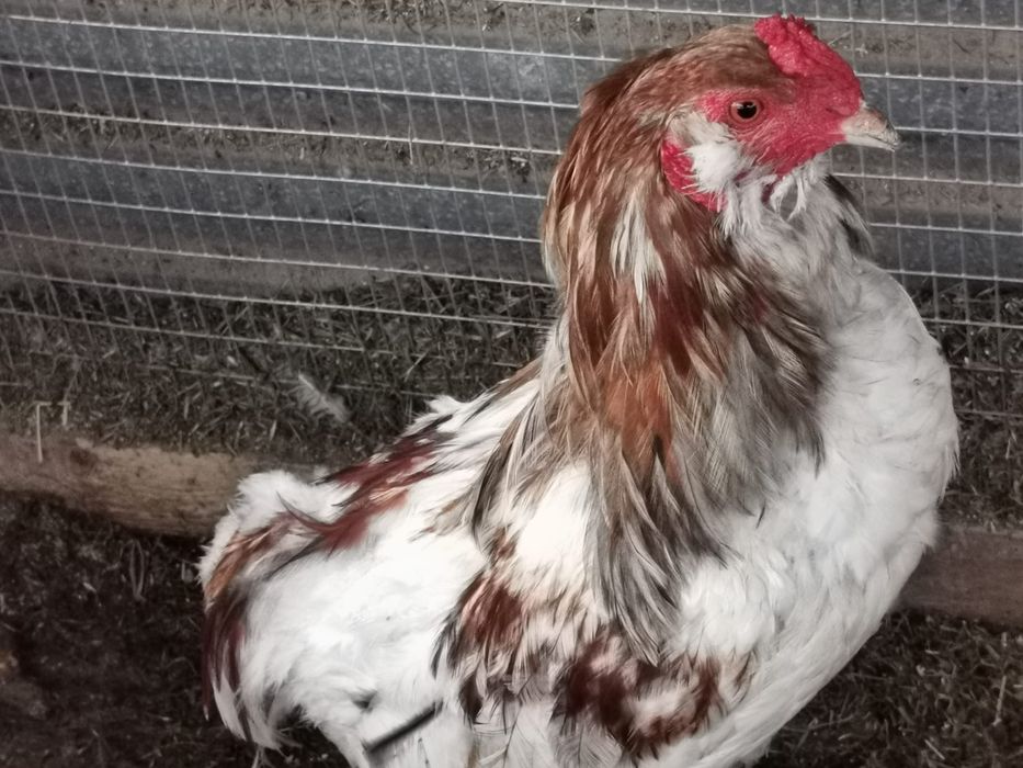 Kura kury aracuany naturalne ekologiczne araucany pisklaki araucany ku