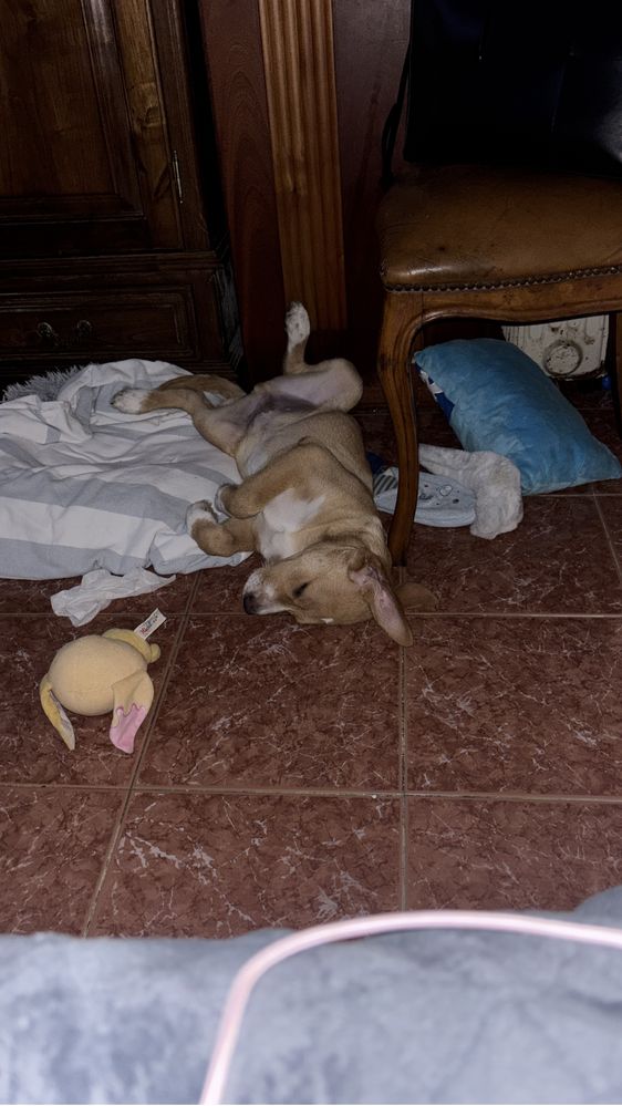 Cão para adoção com 3 meses