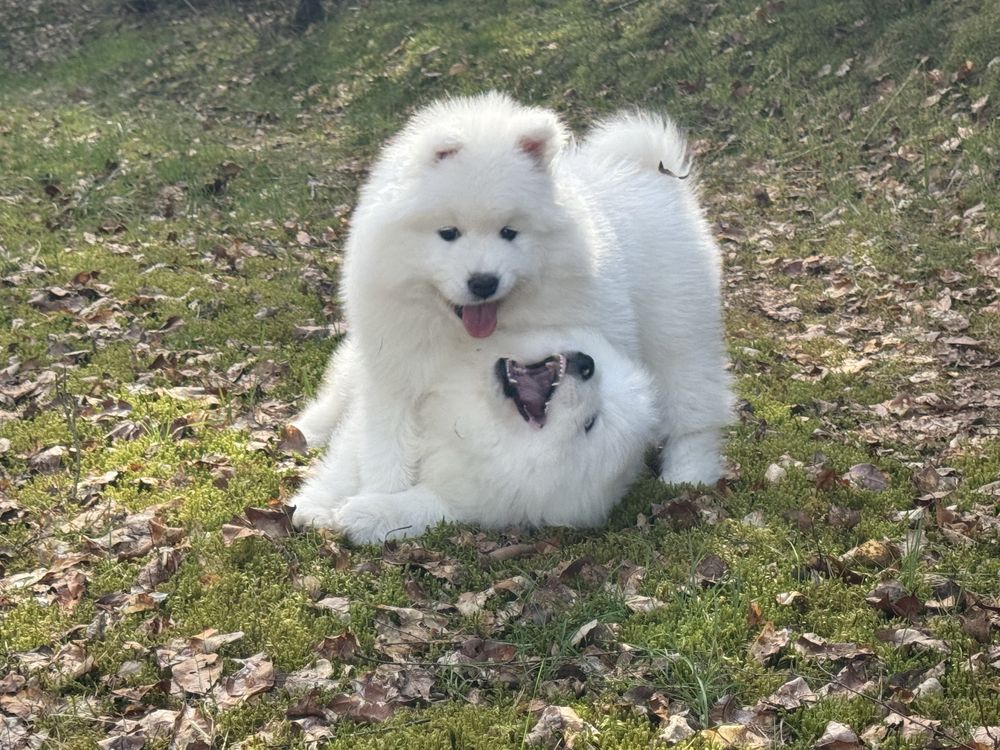 Samoyed - piesek - samiec ZkwP Fci Juz Do Odbioru :) OSTATNI :)