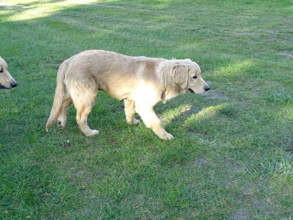 Golden retriever