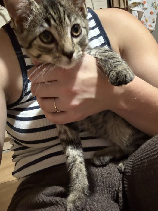 Młodziutka kotka szuka domu