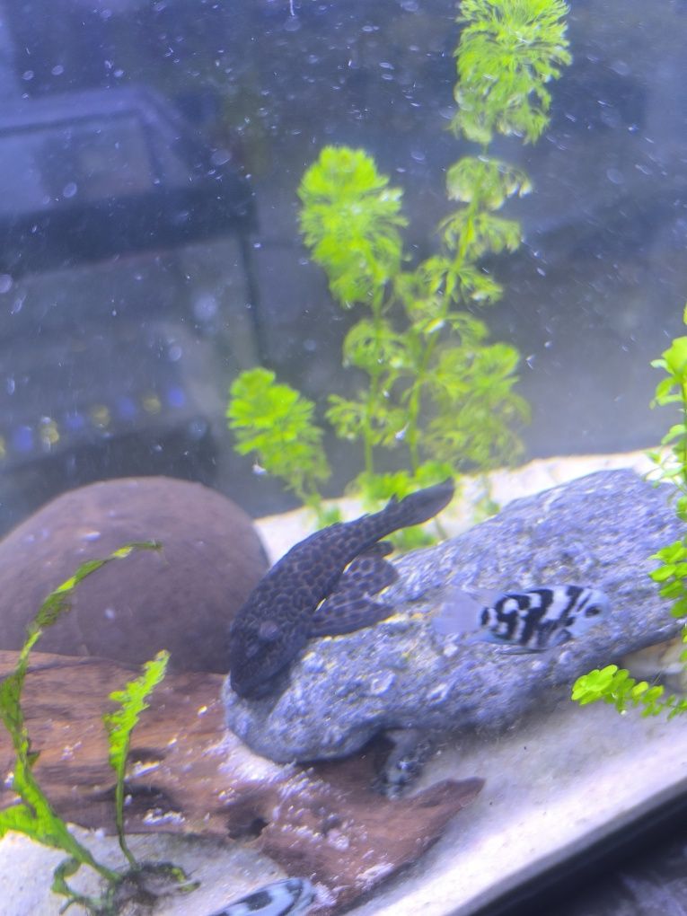 2Plecos 1 peixe gato rafael Ponte de Lima