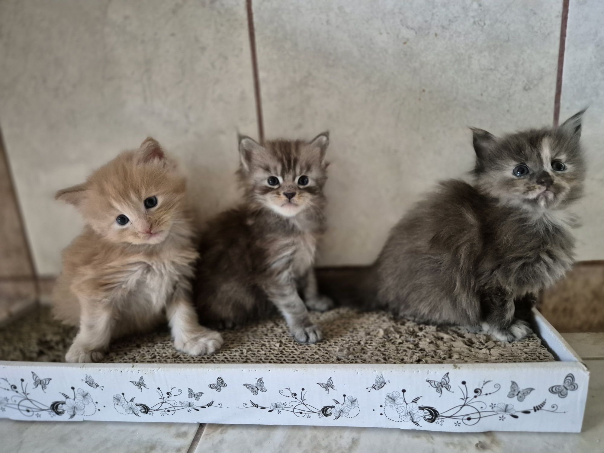 Kotek Maine coon rezerwacja Odbiór październik