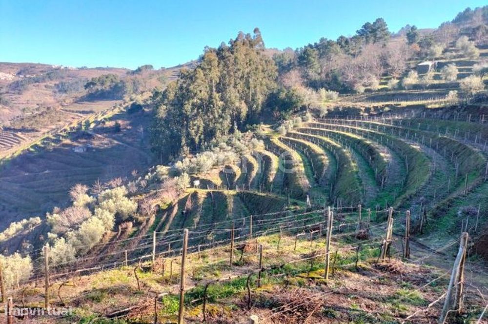 Terreno com 9617m2 distribuidos por Vinha, olival e souto em Vinhós