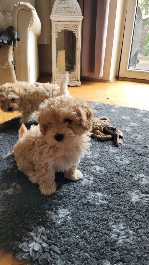 Piękny szczeniak MALTIPOO