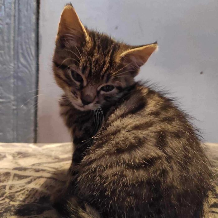 kotki do oddania w dobre ręce ;3