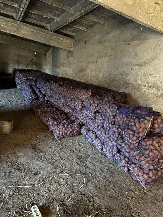 Продам картоплю «Белла Росса - Торнадо - Мелоді»