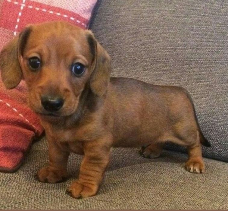 Teckel  macho miniatura